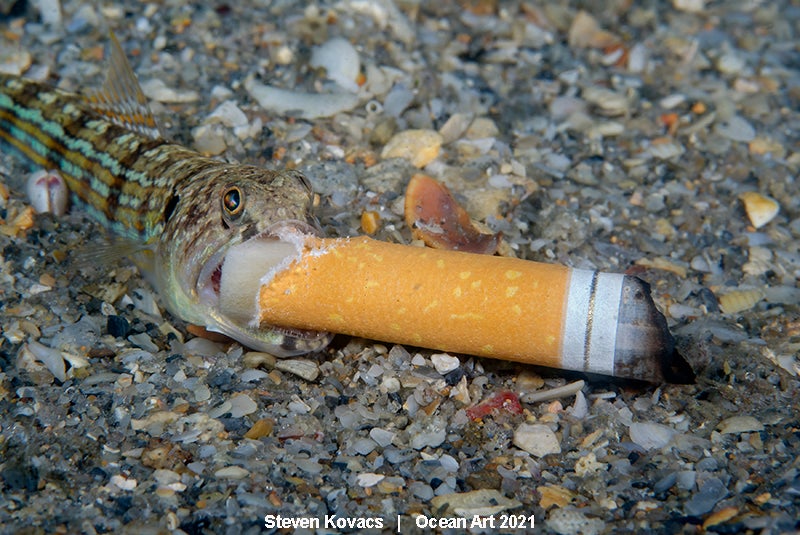 Las imágenes ganadoras del concurso 'Ocean Art' de fotografía submarina organizado por la publicación 'Underwater Photography'. 