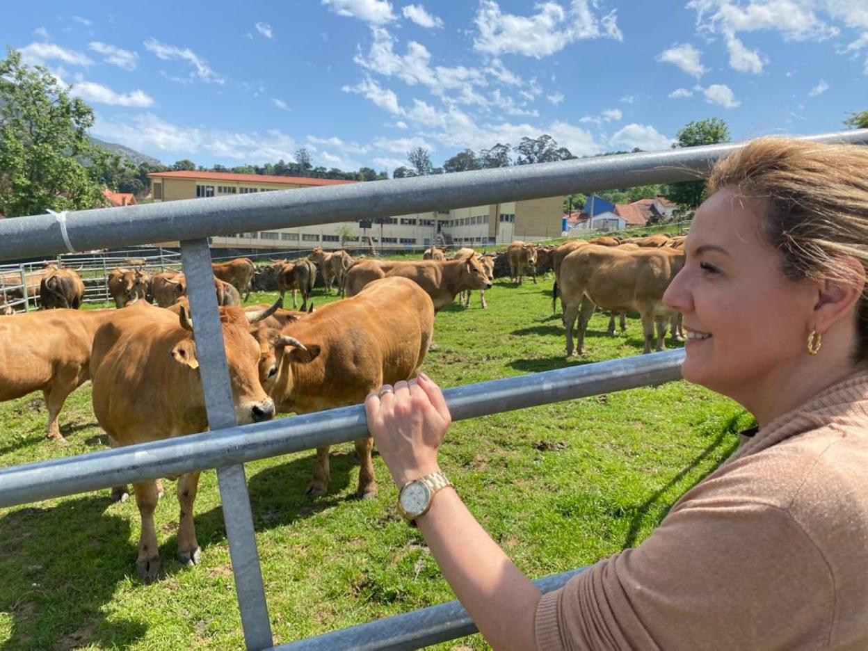 Teresa Mallada observa unas vacas expuestas ayer en la feria de San Isidro, en Panes. 