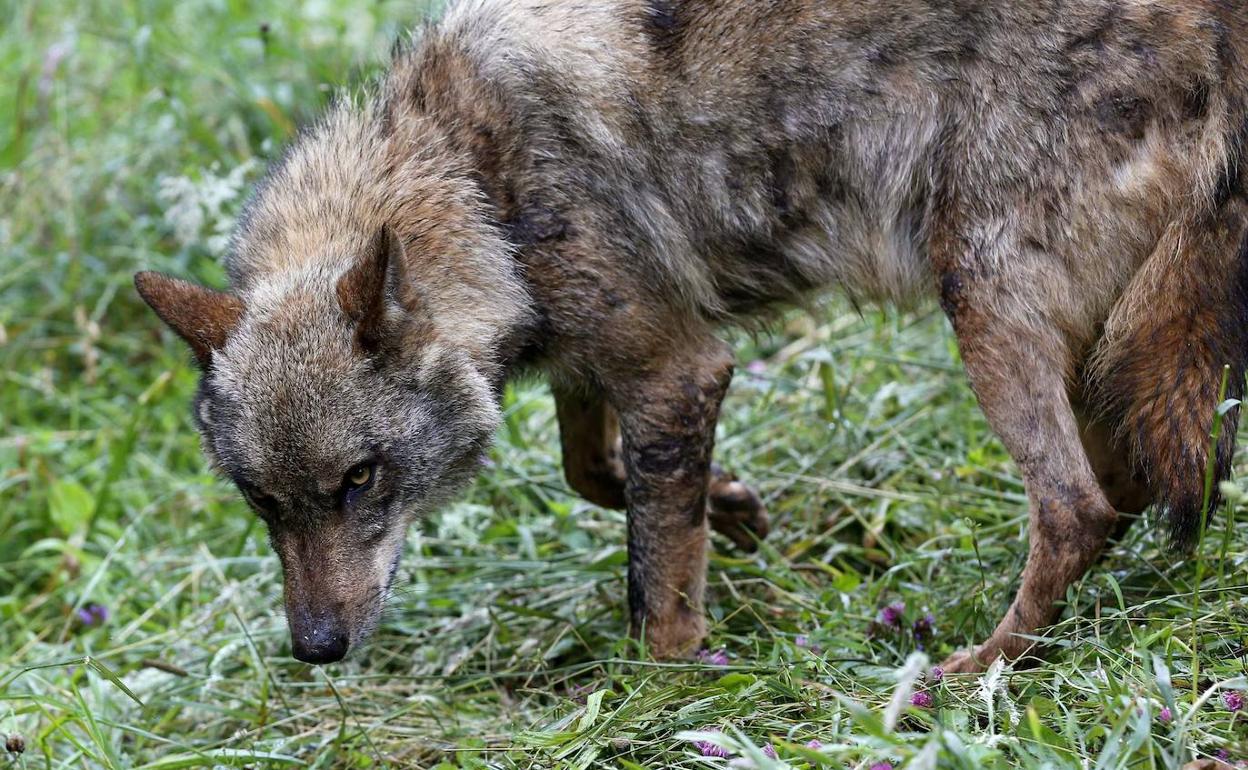 Un lobo en el centro de Belmonte de Miranda 