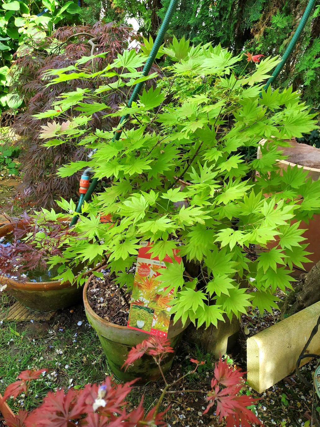 Pequeño acer shirasawanum Moon Rise en maceta con las hojas palmeadas degradadas del verde al rojo.