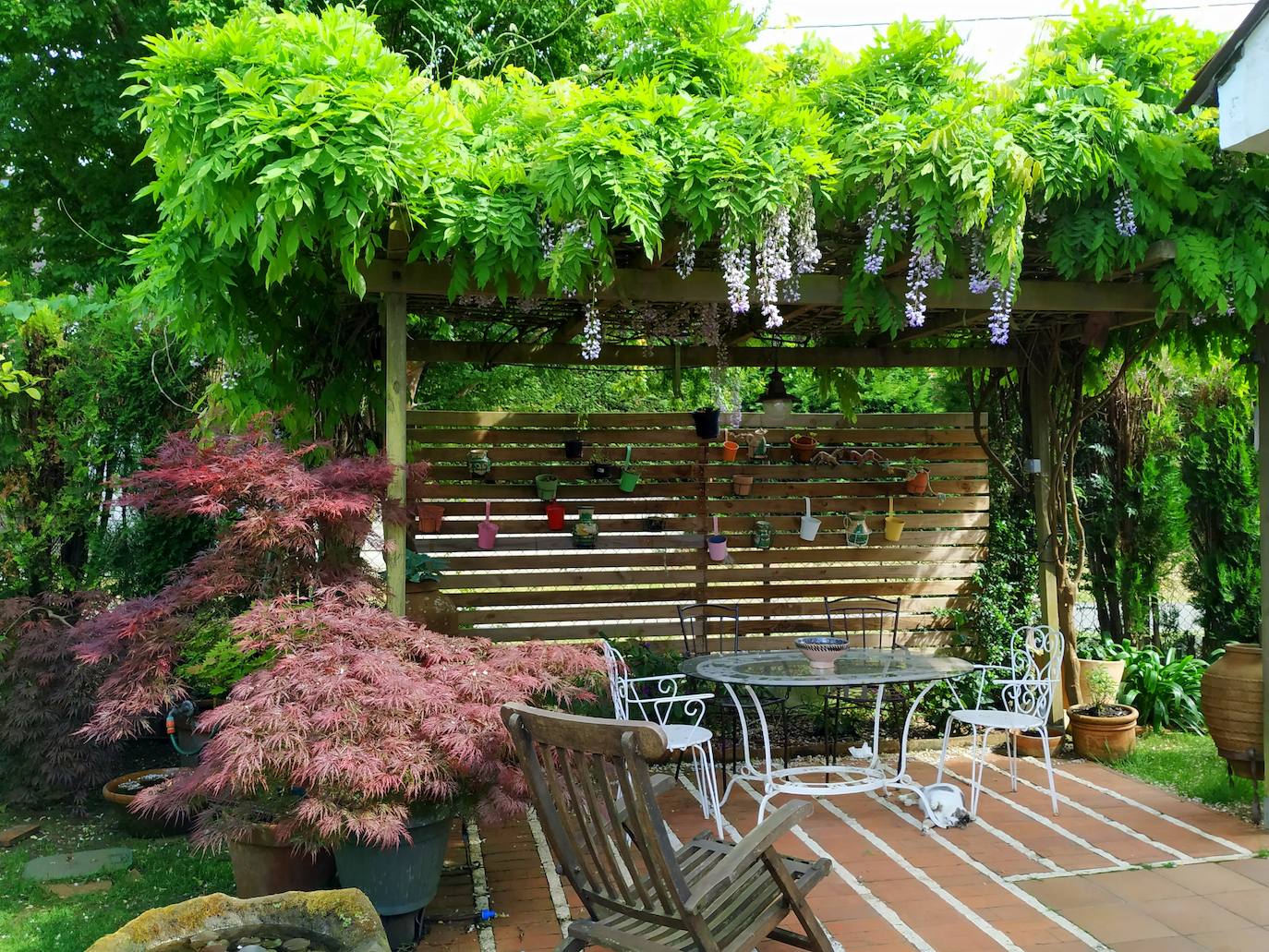 Cenador del jardín de Bárbara y Rafa con ua pérgola de glicinias en flor y una buena acumulación de arces enanos rojos a su izquierda con el acer Crimson Princess.