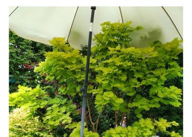 Imagen secundaria 1 - El acer shirasawanum Aureum, de hoja verde amarillenta y más cerrada, protegido bajo la sombrilla. Detalle de las finas hojas granates del acer Red Pygmy.