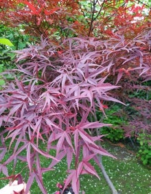 Imagen secundaria 2 - El acer shirasawanum Aureum, de hoja verde amarillenta y más cerrada, protegido bajo la sombrilla. Detalle de las finas hojas granates del acer Red Pygmy.