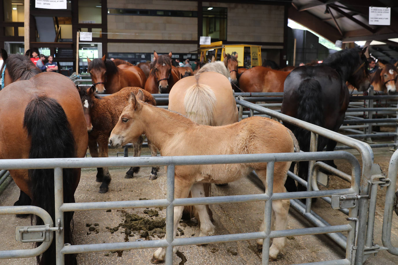 Siero acogió el concurso regional de ganado equino