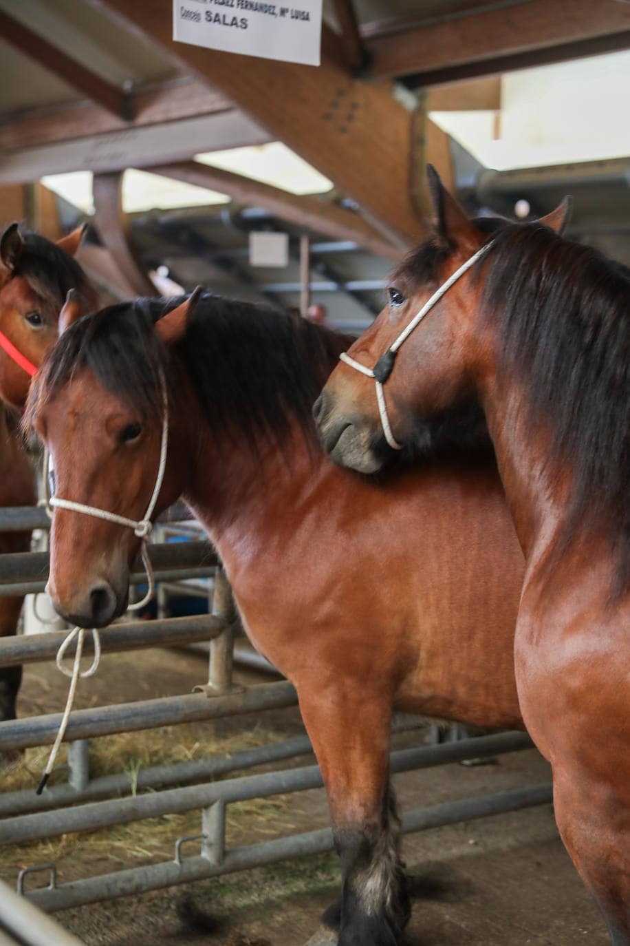 Siero acogió el concurso regional de ganado equino