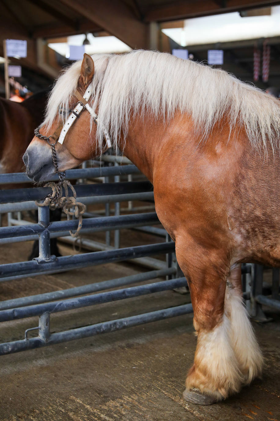 Siero acogió el concurso regional de ganado equino