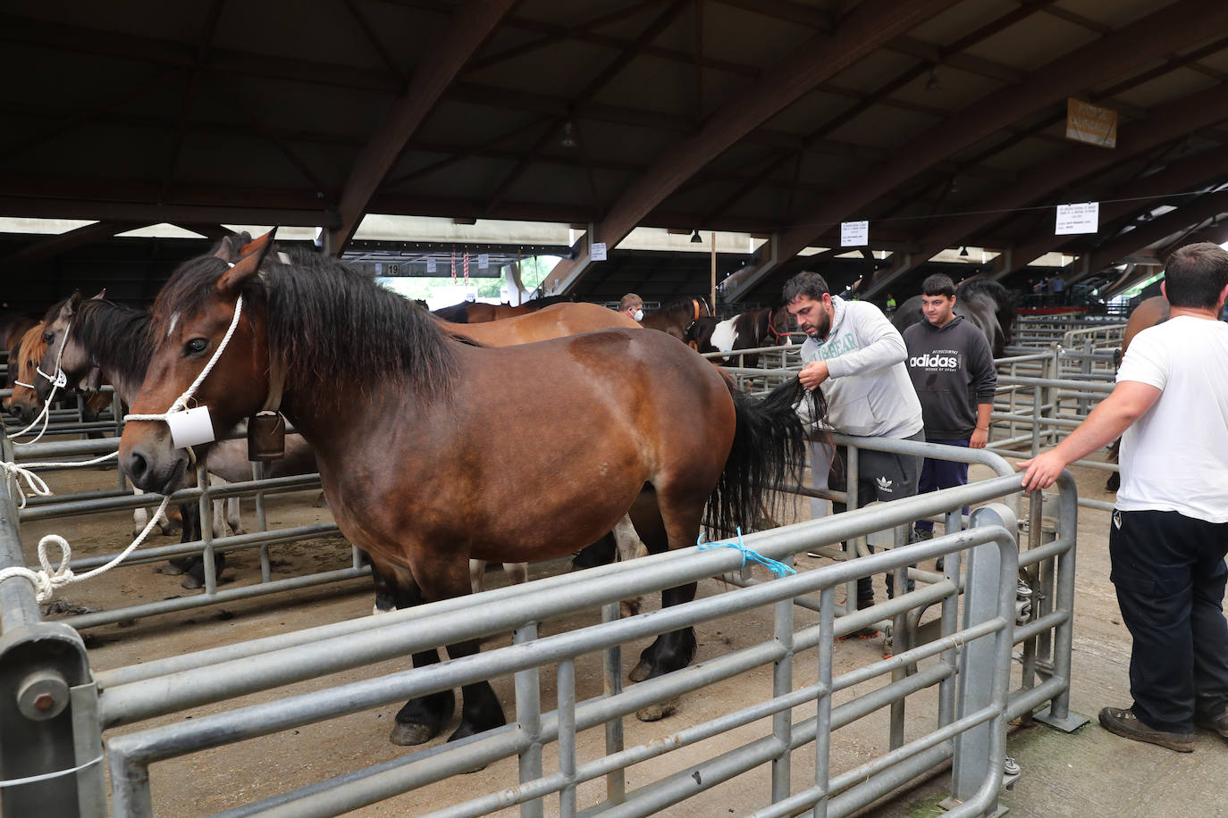 Siero acogió el concurso regional de ganado equino