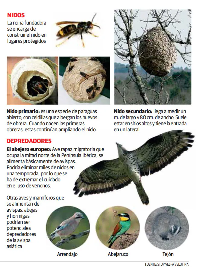 Cómo distinguir a una avispa velutina o asiática