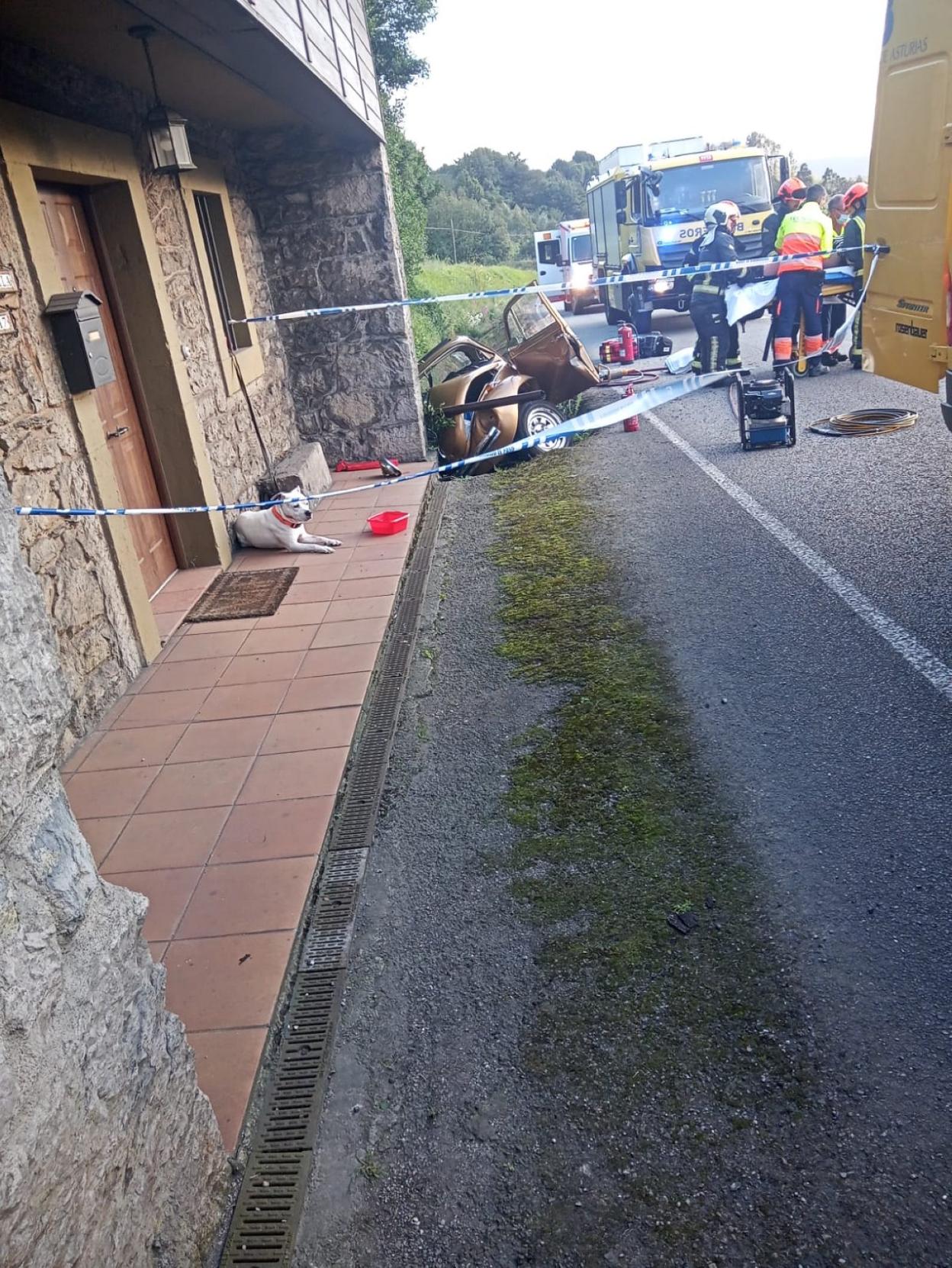 El perro espera tumbado tras ser tranquilizado por los agentes. 