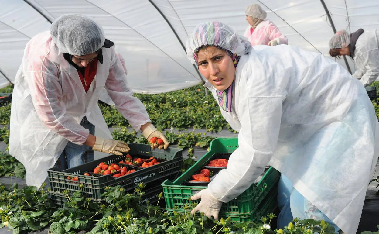 Mujeres marroquíes trabajan como temporeras en la recogida de la fresa en Lepe, Huelva. 