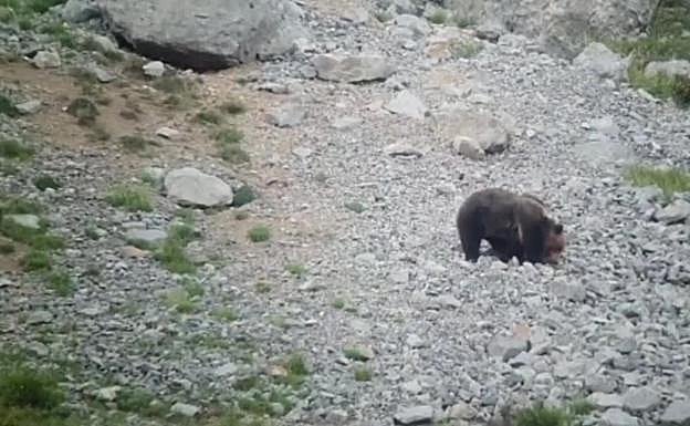 Vídeo | Muere un oso al despeñarse durante una pelea con una hembra con cría