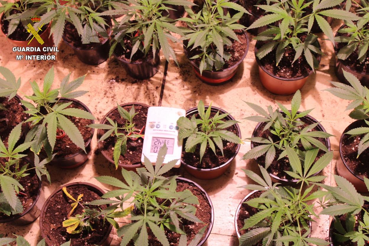El plato fuerte fueron las 69 plantas de cáñamo ya cultivadas. 