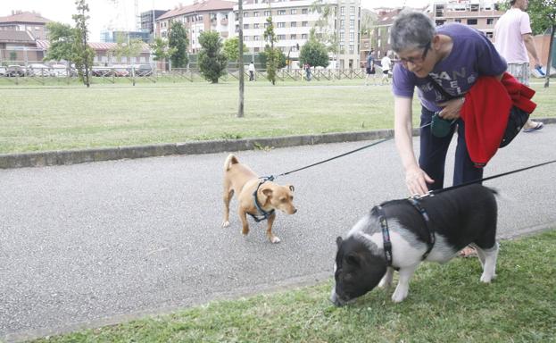 George Clooney lo puso de moda paseando su cerdo vietnamita por Hollywood 