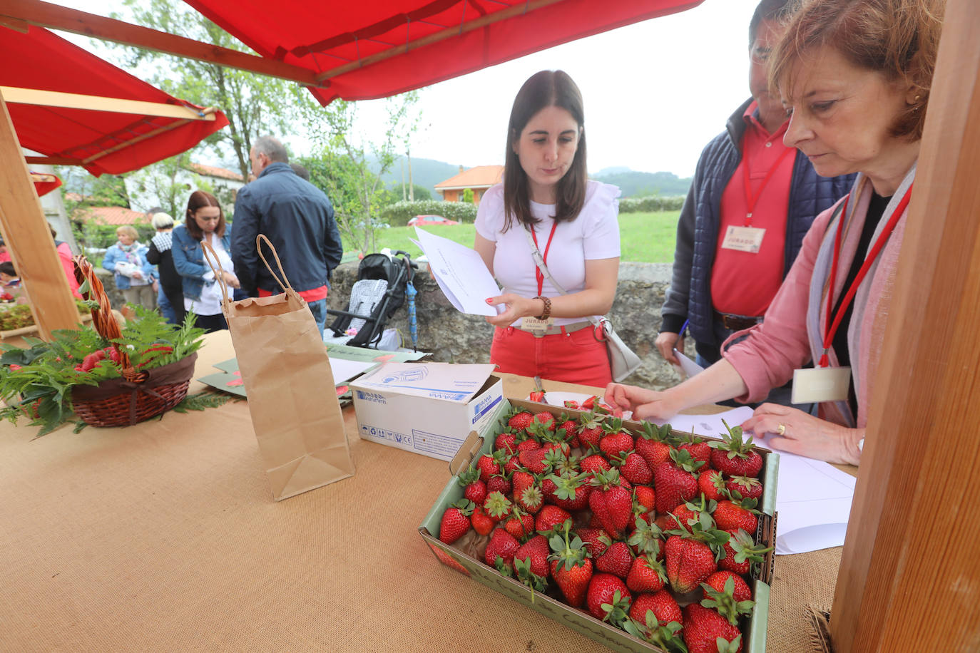 El Festival de la Fresa de Candamo alcanza su 43 edición. Pese al mal tiempo, en el certamen participaron 16 productores y hasta se presentó una variedad autóctona, rescatada del olvido tras varias décadas sin producción. 