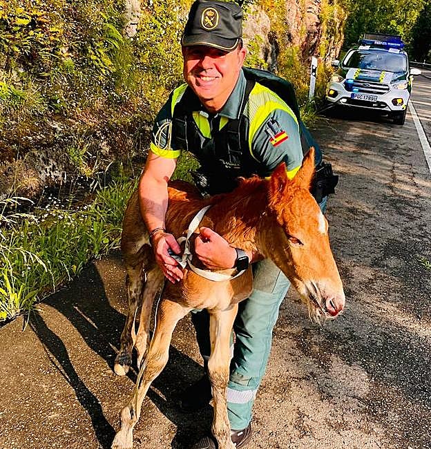 La Guardia Civil rescata un potrillo recién nacido en Loredo (Mieres).