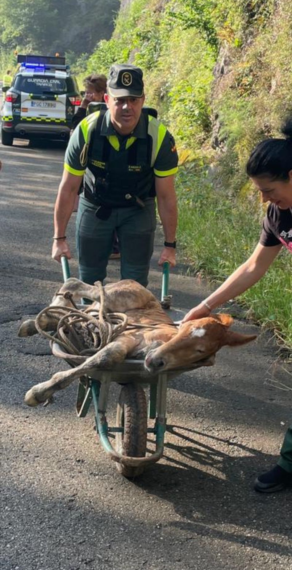 La Guardia Civil rescata un potrillo recién nacido en Loredo (Mieres).