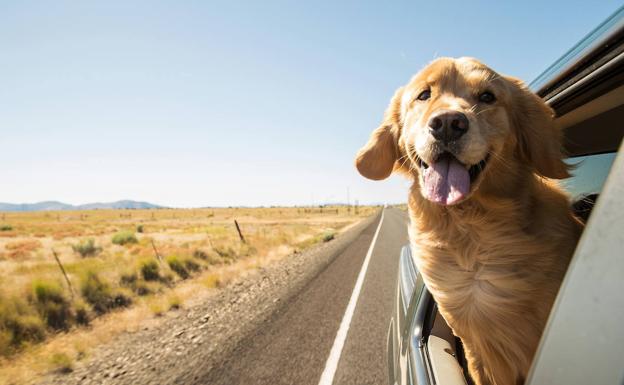 La importante advertencia de la DGT si llevas a tus mascotas en el coche 