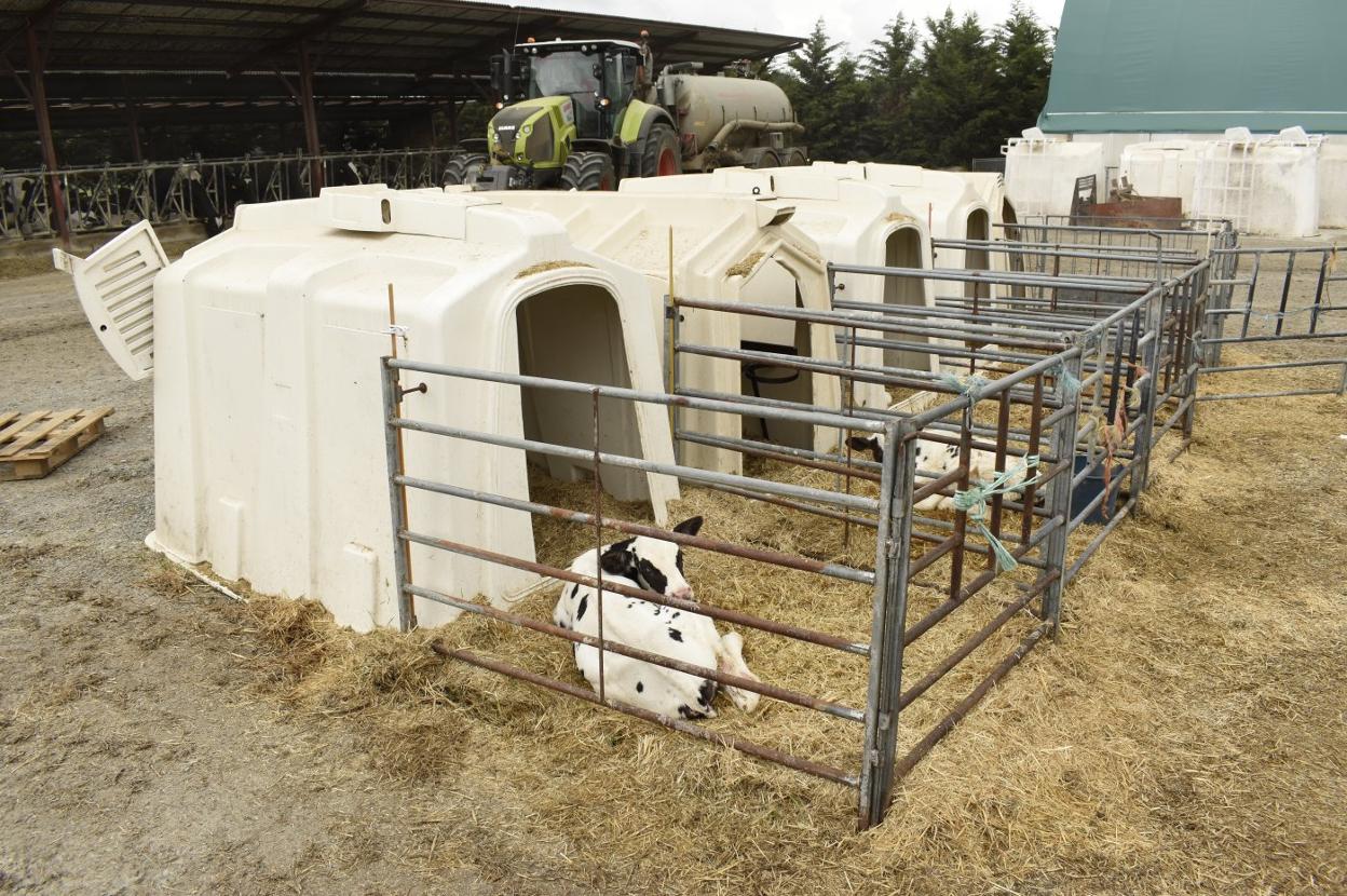 Las recién nacidas, en sus cubículos. Al fondo, la nave de novillas. 