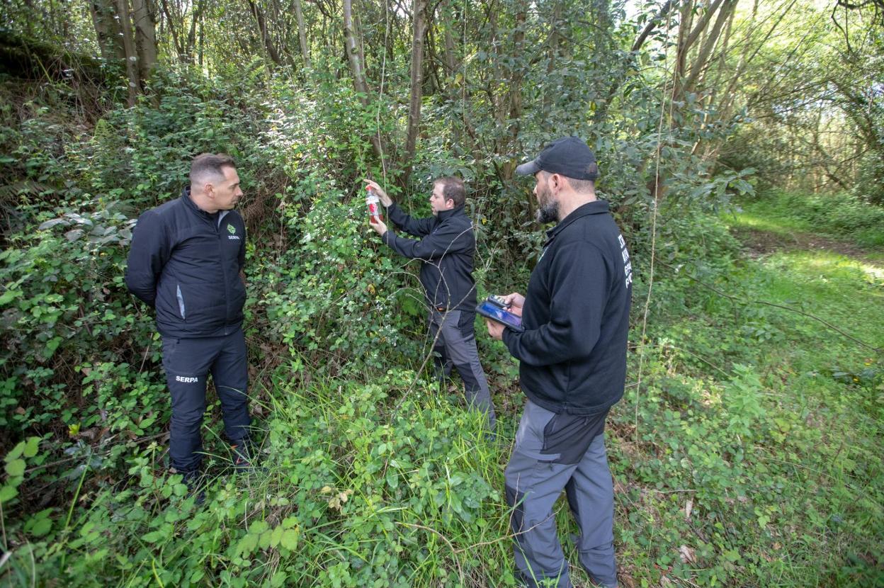 Los técnicos colocando una de las trampas en el bosque. 