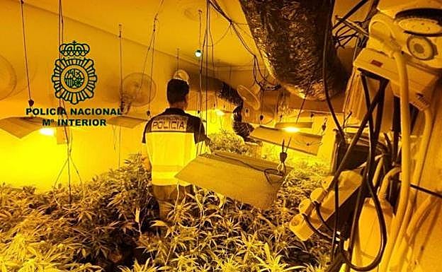 Enjuician a dos acusados de tener 1.300 plantas de marihuana y esquejes en Grado