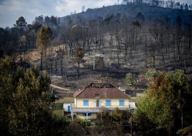 Imagen secundaria 1 - Un bombero revisa la zona quemada en Cebreros; Una vivienda rodeada por la superficie calcinada en la localidad de A Veiga da Cascallá; Una cabra calcinada en una de las zonas afectadas por el incendio en San Martín de Tabara