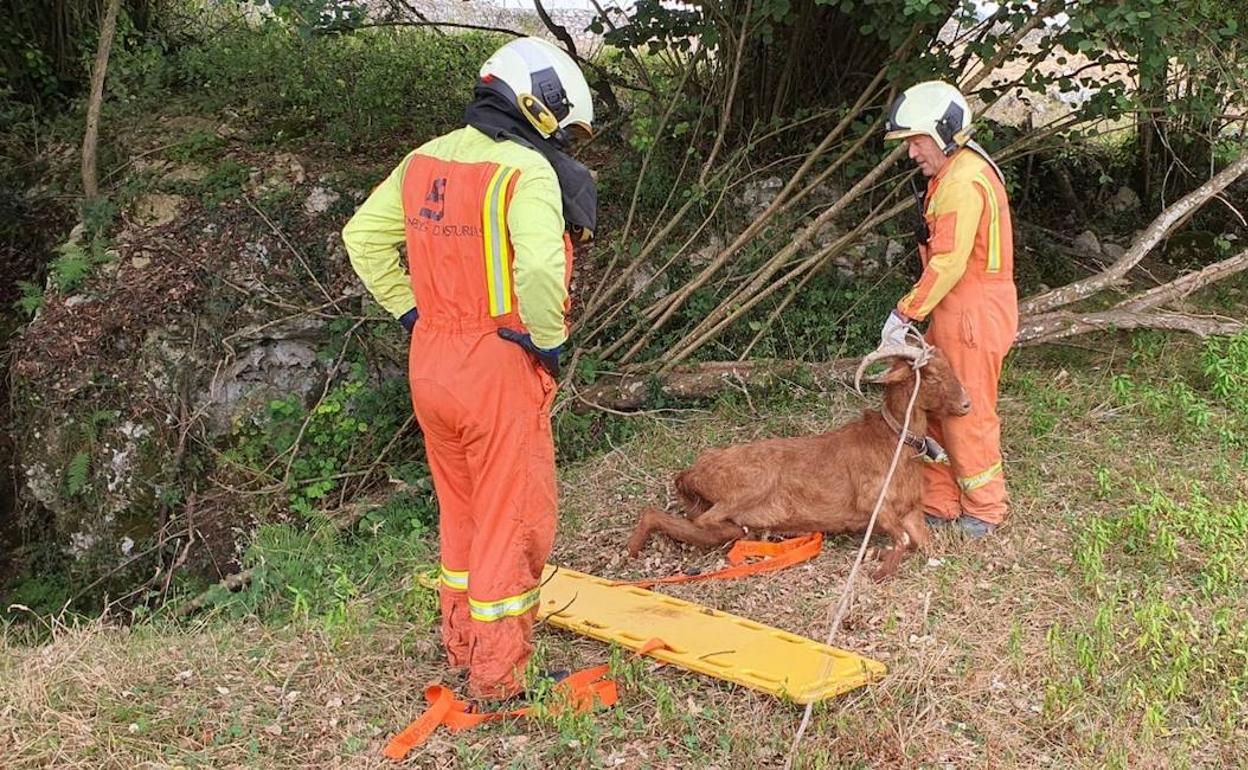 Los Bomberos del parque de Llanes acudieron hasta el lugar para hacerse cargo del rescate.