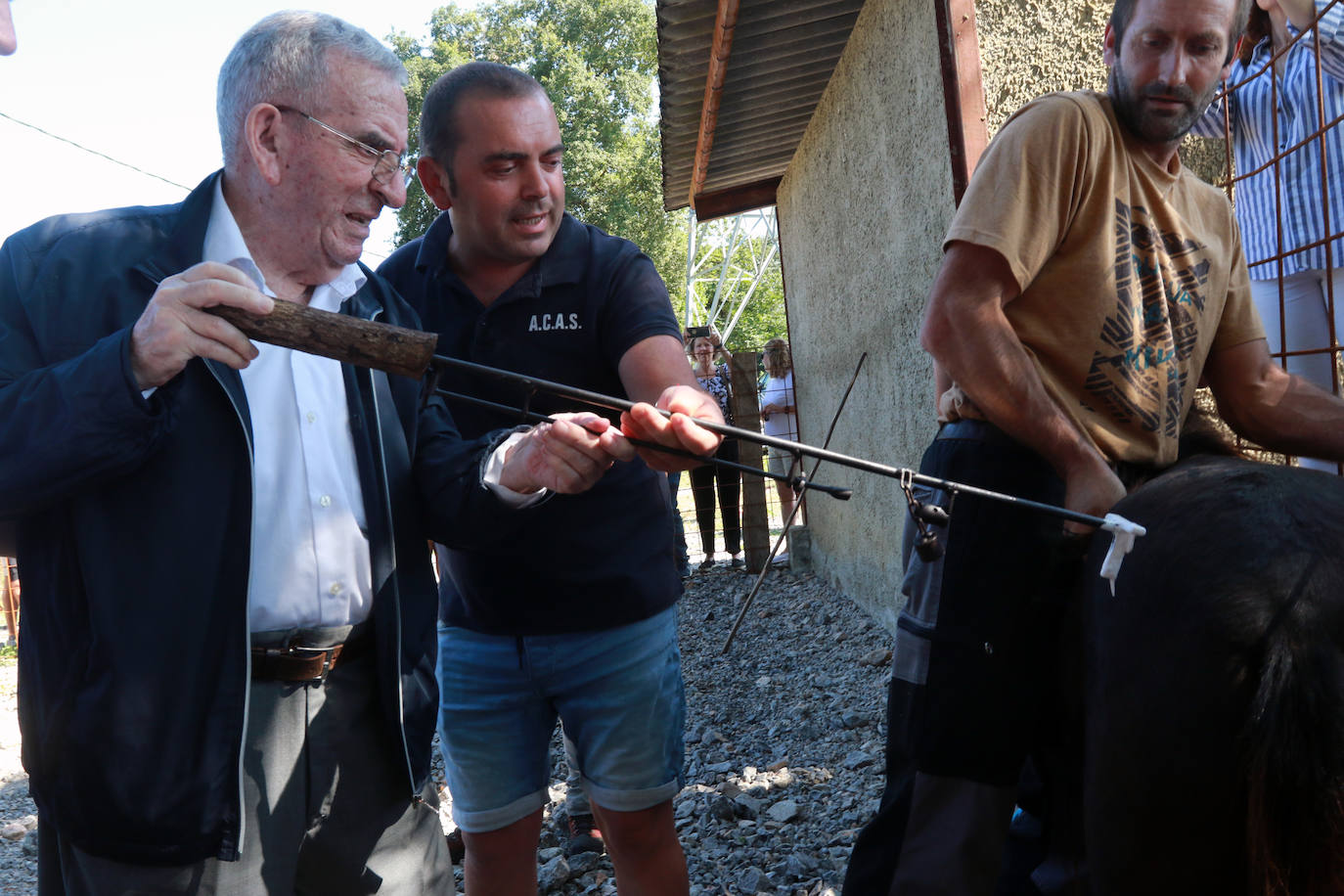 Fotos: La Asociación Conservadora de Asturcones del Sueve premia a sus colaboradores