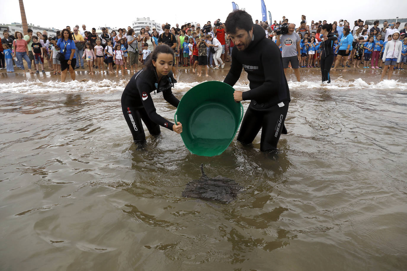 Fotos: Una treintena de rayas liberadas en la playa de poniente