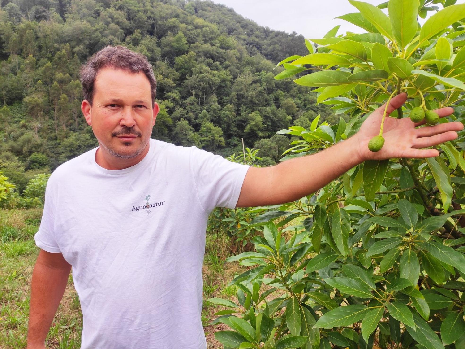 Cultivo. Javier Cívicos muestra unos brotes de aguacates que produce en una finca de Valbuena. 