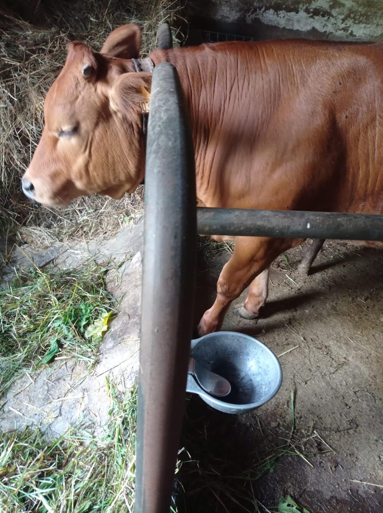 Bebedero sin agua de una ganadería afectada por la avería. 