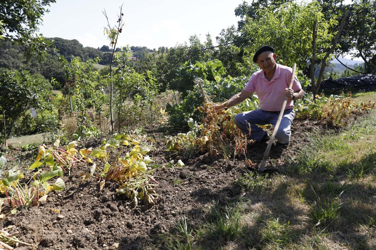 Manuel García muestra los destrozos que los jabalíes han perpetrado en su huerta de Castiello. 