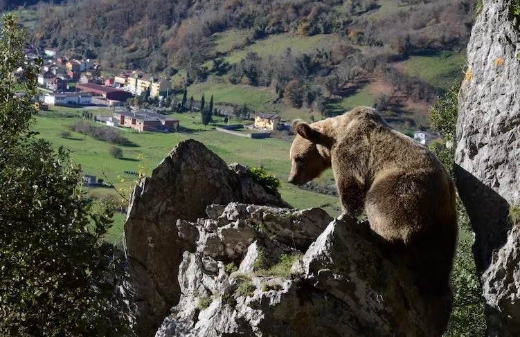 Oso cantábrico próximo a un asentamiento humano. 