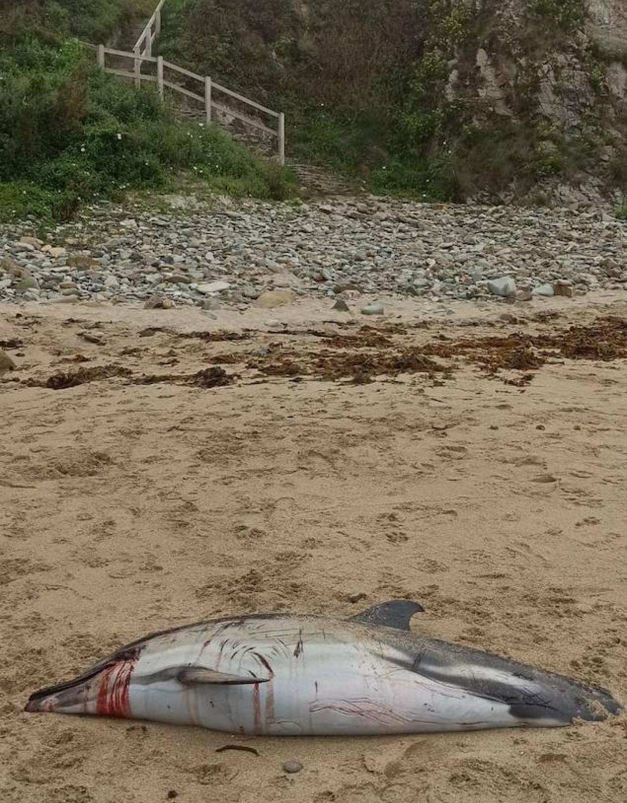 El cuerpo del delfín que ha aparecido en una playa de Tapia de Casariego.