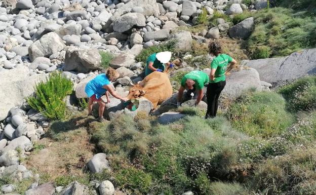 Rescate a una vaca en Tapia de Casariego.