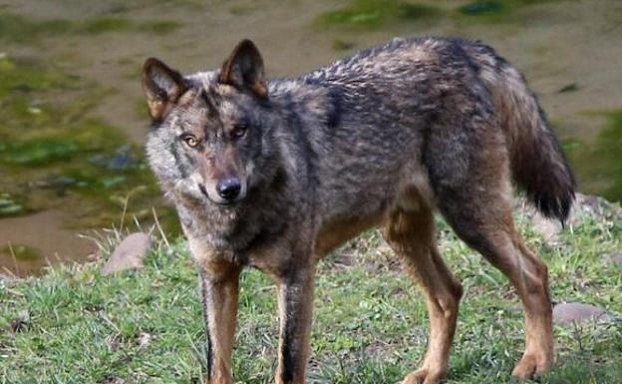 Lobos en Asturias: El Principado acelera para autorizar antes de dos  semanas el sacrificio de dos lobos en Picos | El Comercio: Diario de  Asturias