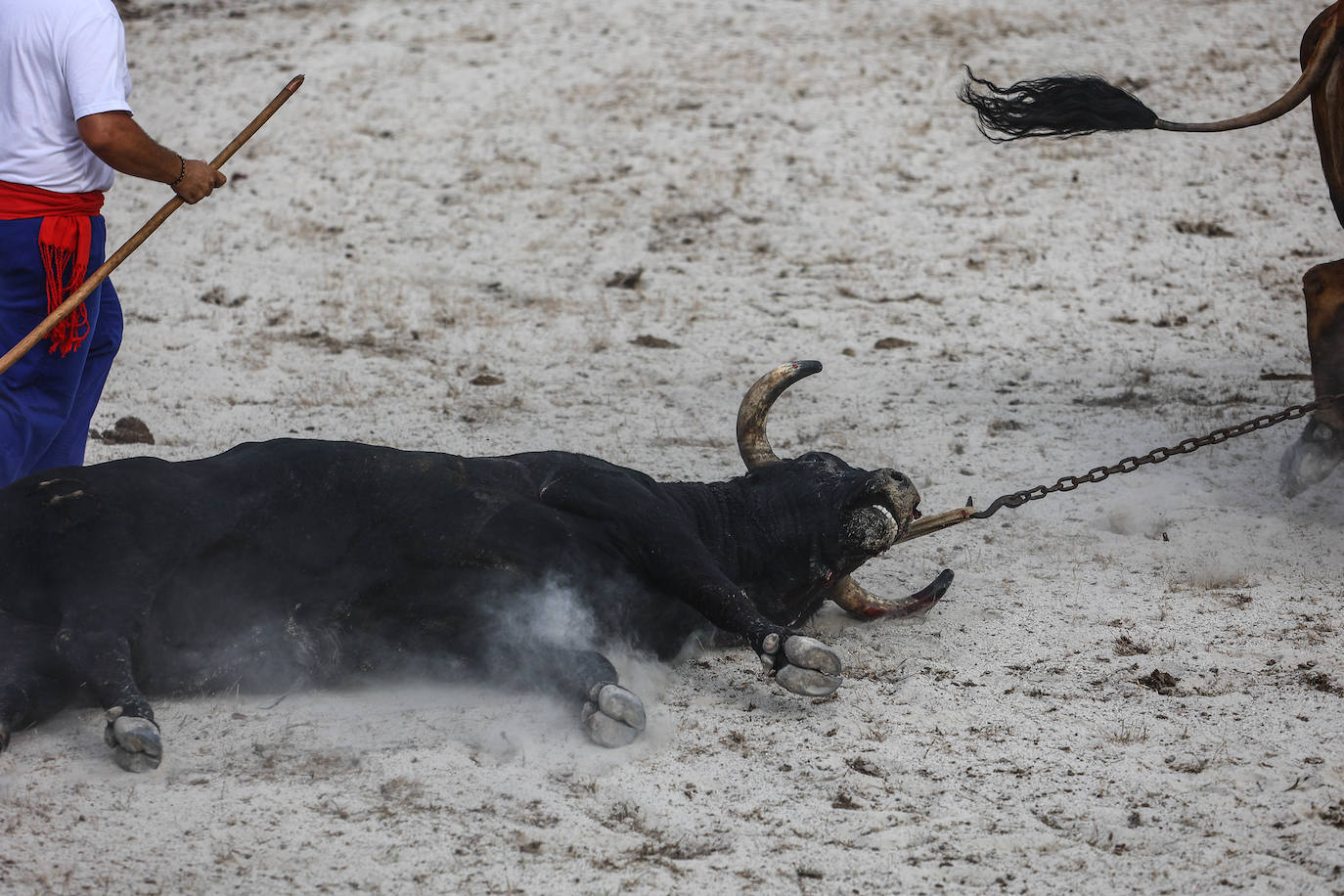 Fotos: Tensión y toros en Benia de Onís