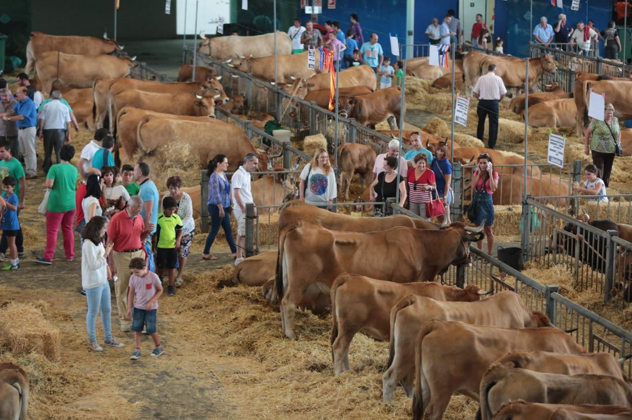 Imagen de archivo de una edición del certamen de ganado de San Agustín antes de la pandemia. 