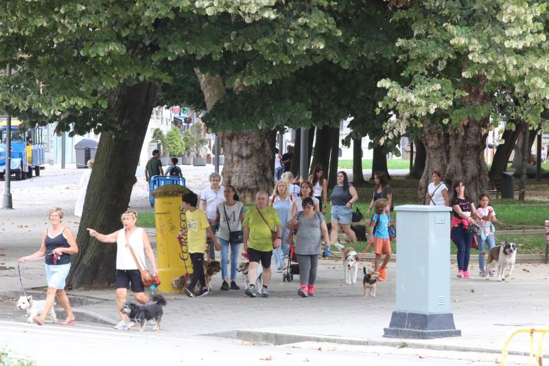 Fotos: Paseada canina contra la ordenanza