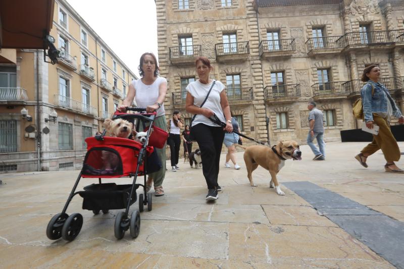 Fotos: Paseada canina contra la ordenanza