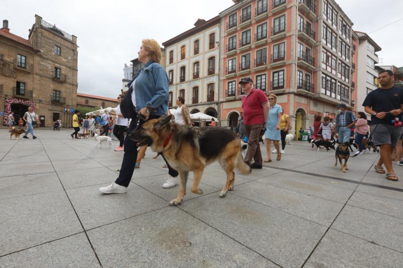 Fotos: Paseada canina contra la ordenanza