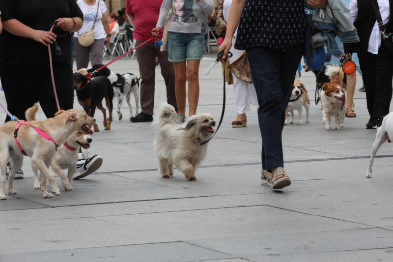 Fotos: Paseada canina contra la ordenanza
