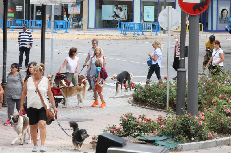 Fotos: Paseada canina contra la ordenanza