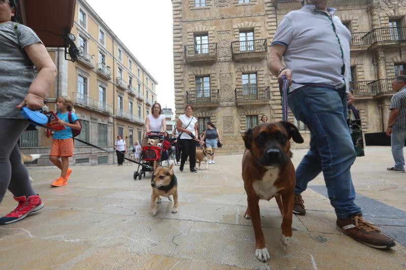 Fotos: Paseada canina contra la ordenanza