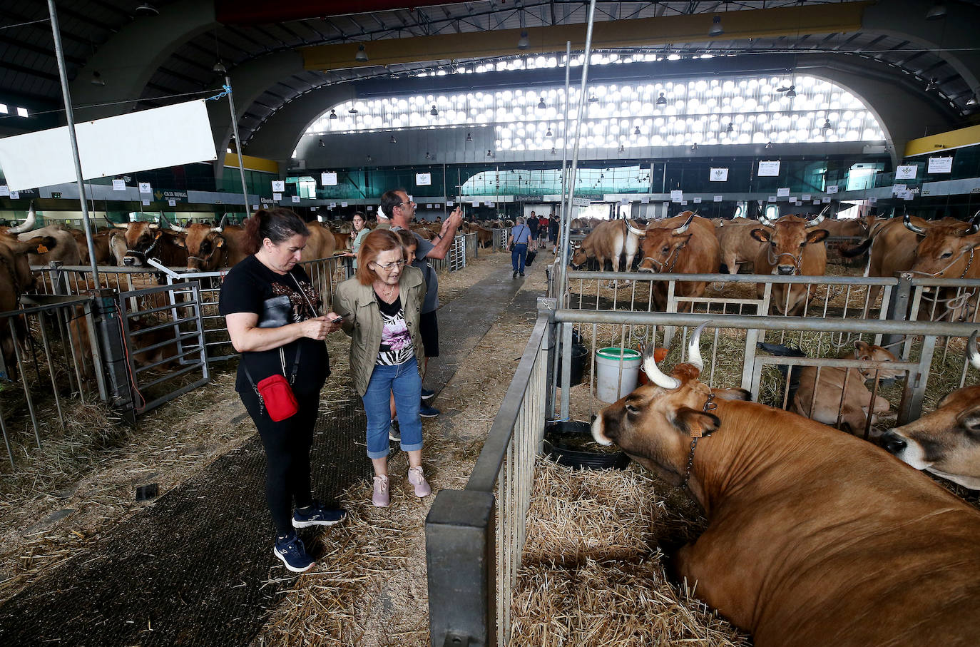 Fotos: Mercado de ganado en Avilés