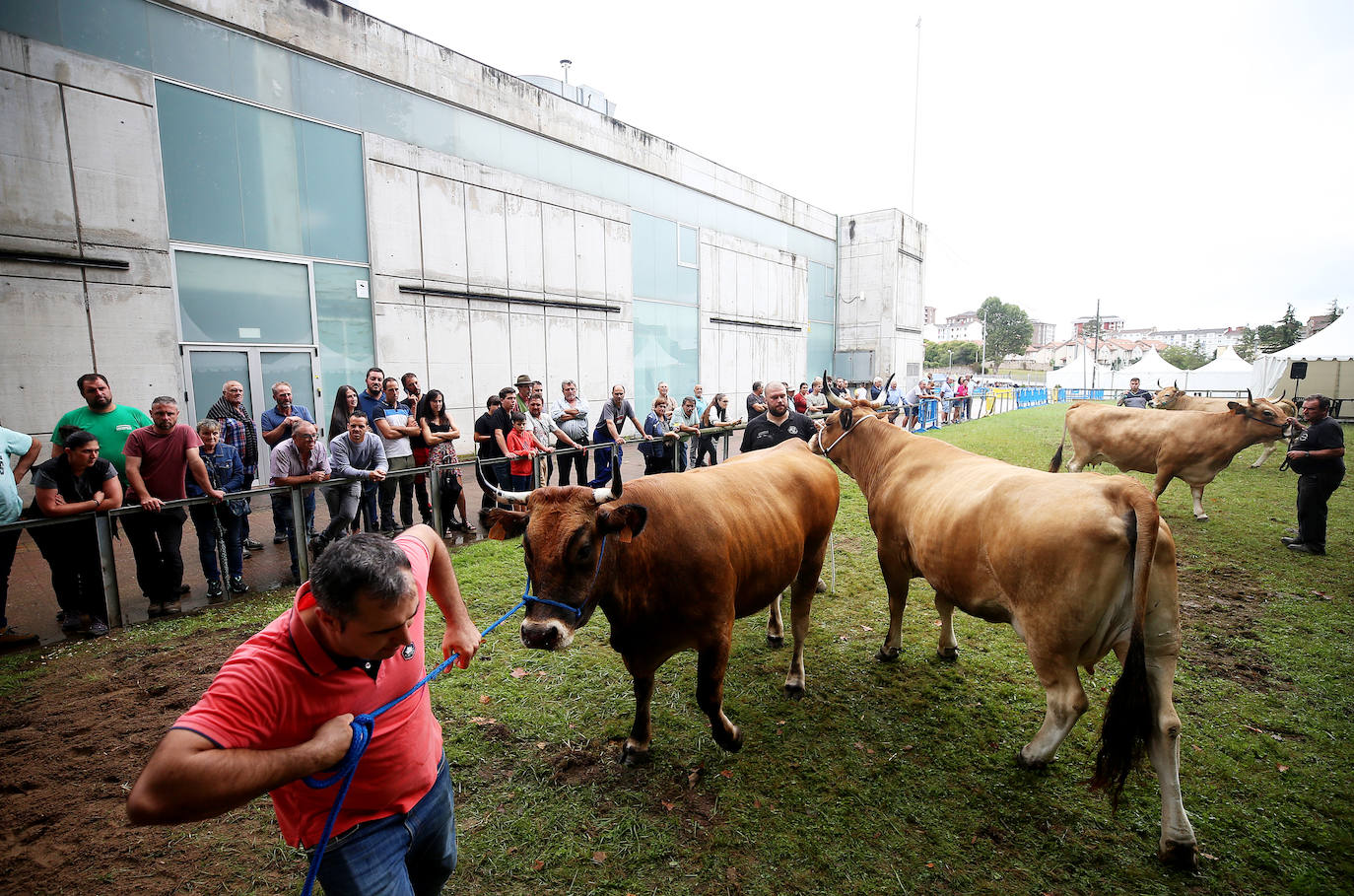 Fotos: Mercado de ganado en Avilés