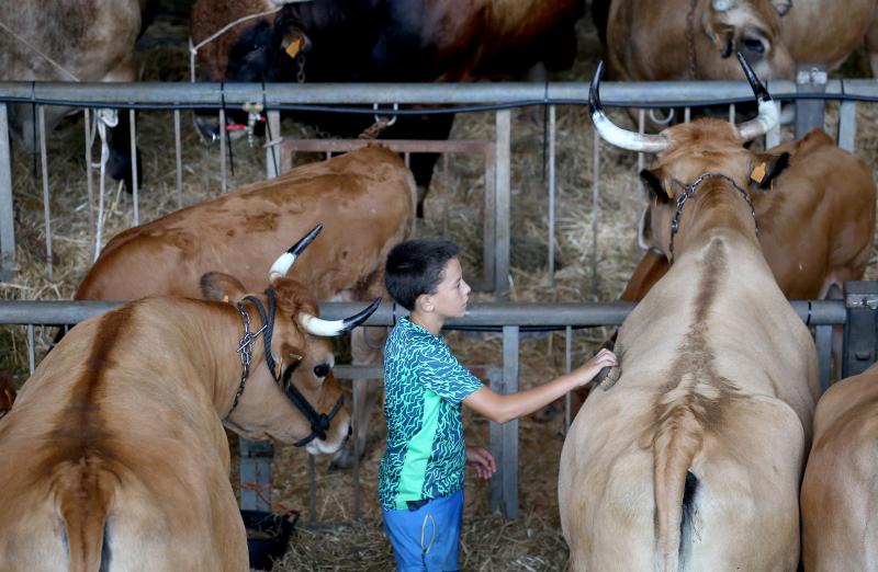 Fotos: Las vacas desfilan de nuevo en La Magdalena