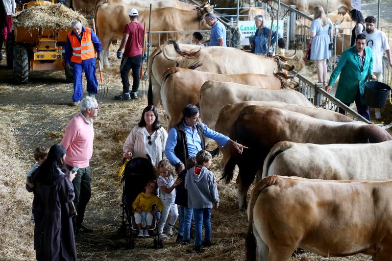 Fotos: Las vacas desfilan de nuevo en La Magdalena