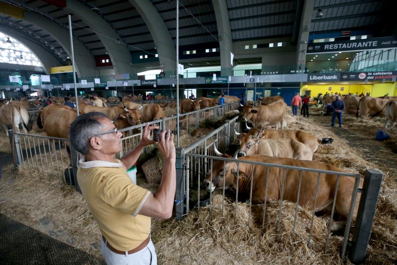 Fotos: Las vacas desfilan de nuevo en La Magdalena