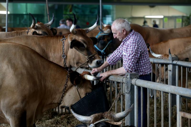 Fotos: Las vacas desfilan de nuevo en La Magdalena