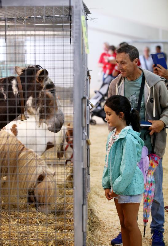 Fotos: Las vacas desfilan de nuevo en La Magdalena